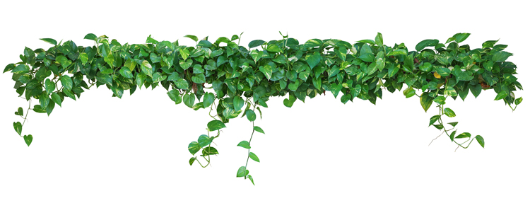 plant-divider